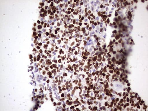 MCM2 Antibody (clone OTI8A11)