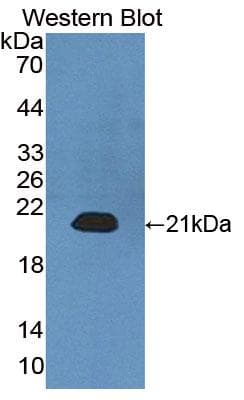 CALML3 Antibody (aa1-149)