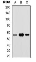 IRF5 Antibody (Internal)