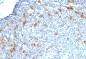 CDC20 Antibody (clone CDC20/1102, Ready-to-Use)