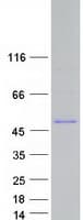 Human ABI1 / SSH3BP1 Protein (Recombinant Myc-DDK (Flag))