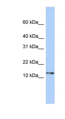 GNGT2 Antibody (C-Terminus)