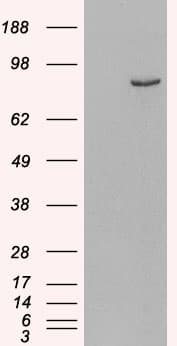 IHC-plus™ PDE4B Antibody (aa723-736)