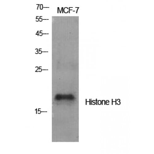 Histone H3 Antibody (1-80 aa)