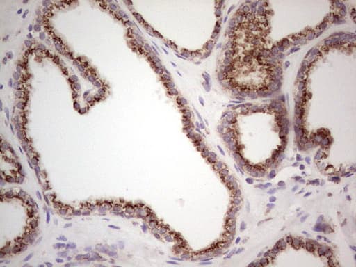 BHLHE41 / BHLHB3 / SHARP1 Antibody (aa1-297, clone OTI5B1)