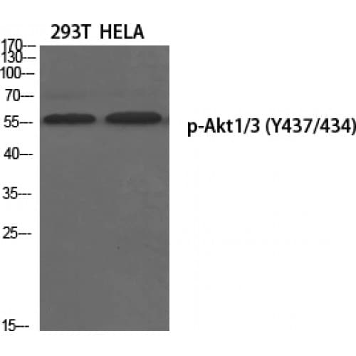 AKT1 + AKT3 Antibody (380-460 aa)