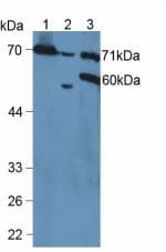 VCAM1 / CD106 Antibody (aa109-318)