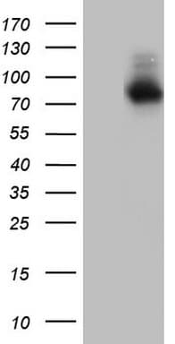 Nor-1 / NR4A3 Antibody (aa332-626, clone OTI2B11)