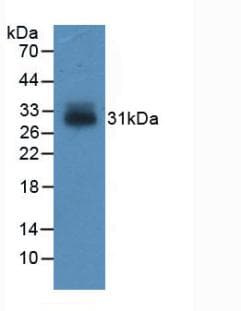 IGFBP4 Antibody