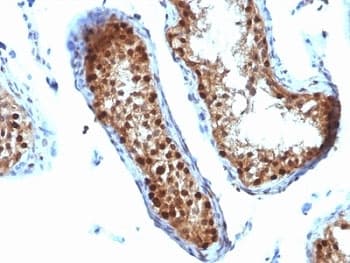 SUMO2 Antibody (clone SUMO2/1199, Ready-to-Use)