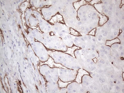 CD34 Antibody (aa312-385, clone OTI11E1)
