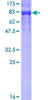 Human KPNA1 / Importin Alpha 5 Protein (Recombinant GST)