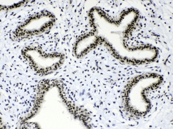 MSI1 / Musashi 1 Antibody