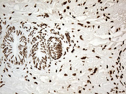 IRF2BP1 Antibody (aa457-584, clone OTI3A6)