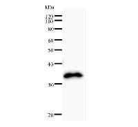 TAF15 Antibody (clone TAF15B11A6)