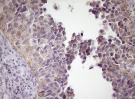 SIRPA / CD172a Antibody (clone OTI7B3)