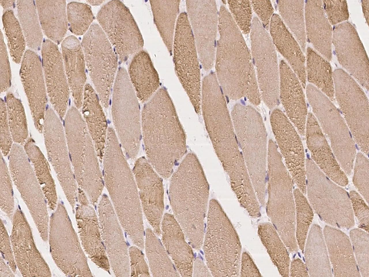 JSRP1 Antibody