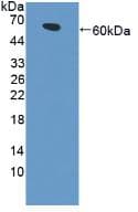 LRP4 Antibody