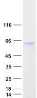 Human GORAB / SCYL1BP1 Protein (Recombinant Myc-DDK (Flag))