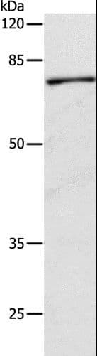 CAPN1 / Calpain 1 Antibody