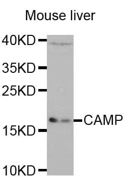 LL37 / Cathelicidin Antibody