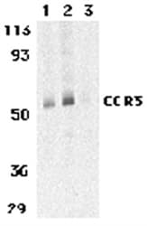 CCR3 Antibody (C-Terminus)