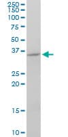 FGF8 Antibody (clone 2A10)
