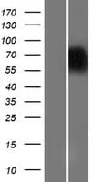 NAGPA Protein (Over-Expression Lysate Myc-DDK (Flag))