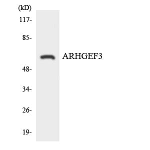 ARHGEF3 / XPLN Antibody (aa439-488)