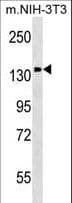PITPNM1 / NIR2 Antibody (aa143-171)