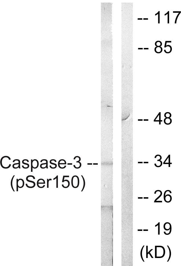 CASP3 / Caspase 3 Antibody (phospho-Ser150)