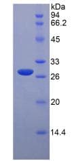 Rat TAZ Protein (Recombinant His-T7)
