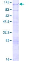 Human FLYWCH1 Protein (Recombinant GST)