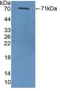 SERPINA10 / PZI Antibody (aa22-448)