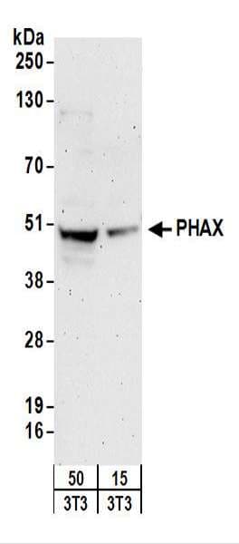 PHAX Antibody (aa344-394)