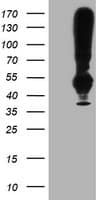 TMEFF2 Antibody (clone OTI1E1, Carrier-free)