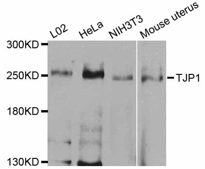 TJP1 / ZO-1 Antibody