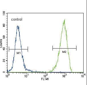 CD135 / FLT3 Antibody (aa33-64)
