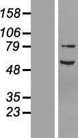 Human NF2 / Merlin Protein (Over-Expression Lysate Myc-DDK (Flag))