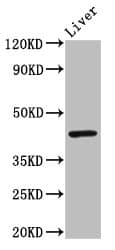 Polyclonal Rabbit anti-Human ISGF3 / IRF9 Antibody (WB)