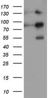 PathPlus™ FOLH1 / PSMA Antibody (clone 5A9)