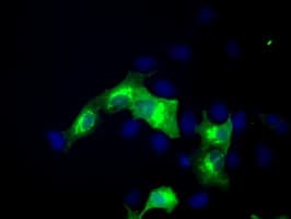ERMAP / SC Antibody (clone OTIC8)
