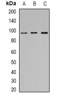 HIWI2 / PIWIL4 Antibody