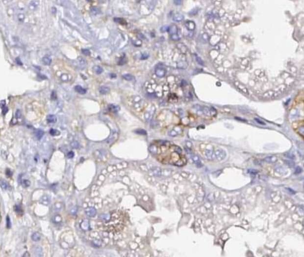 CD47 Antibody