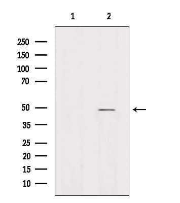 AZI2 / NAP1 Antibody