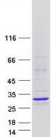 Human MBD3L4 Protein (Recombinant Myc-DDK (Flag))