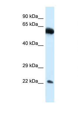 NICN1 Antibody (aa80-129)