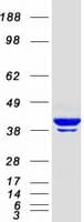 Human ACTB / Beta Actin Protein (Recombinant Myc-DDK (Flag))