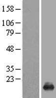 TSC22D3 / GILZ Protein (Over-Expression Lysate Myc-DDK (Flag))