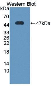 VTN / Vitronectin Antibody (aa21-400, Biotin)